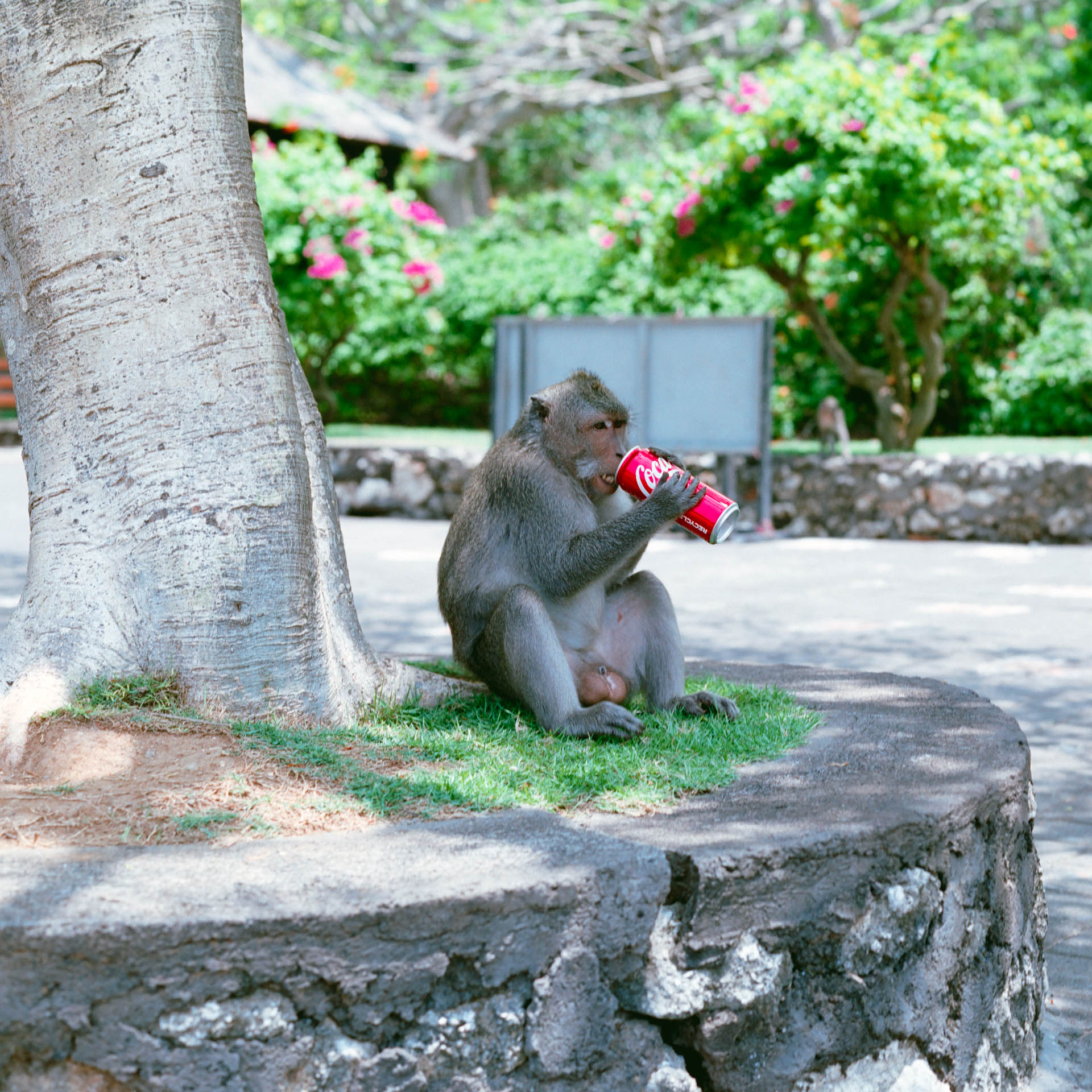 Film photograph by Hinson Li